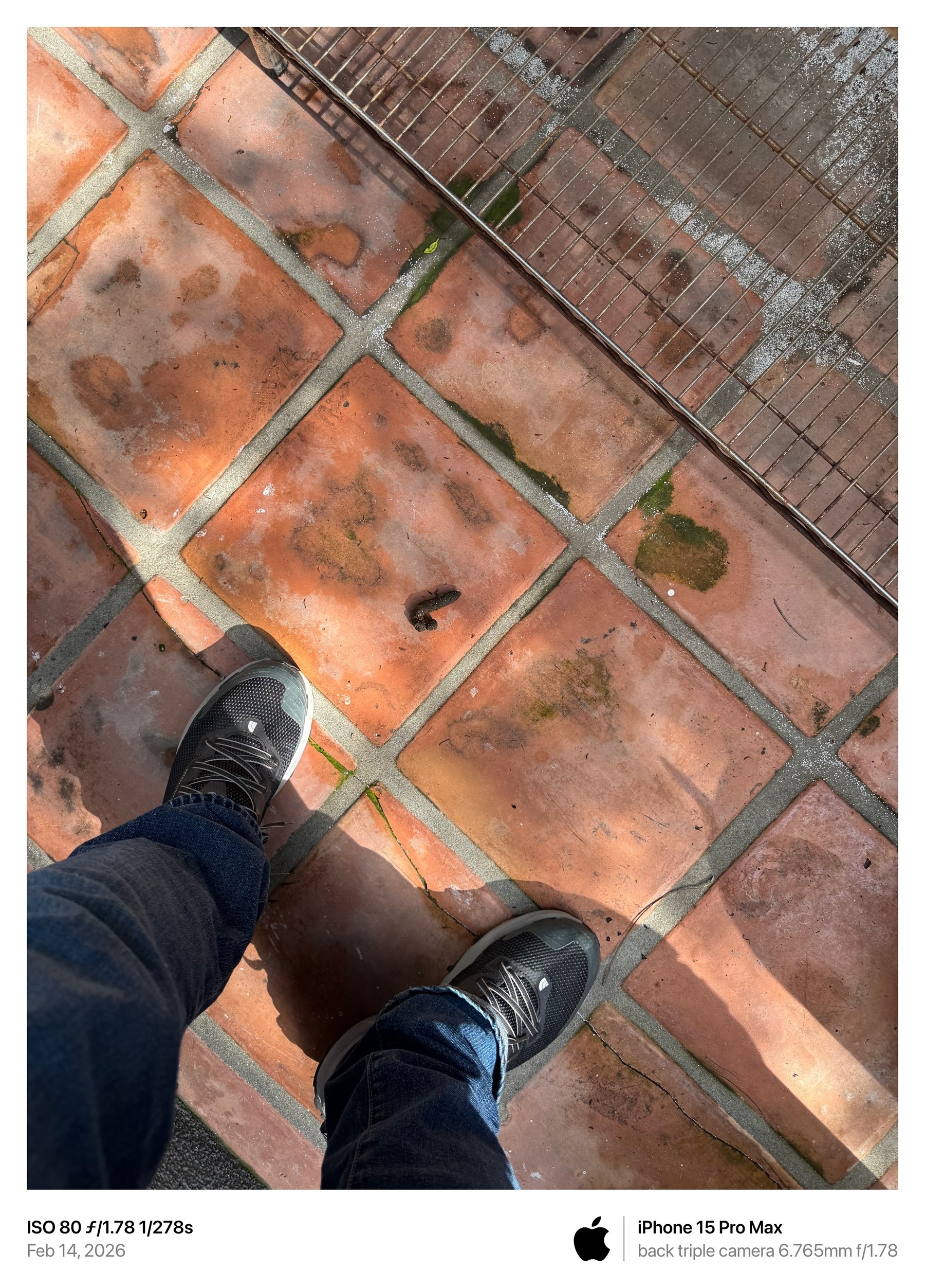 February 14, 2026 photograph showing animal waste on the tiled passage