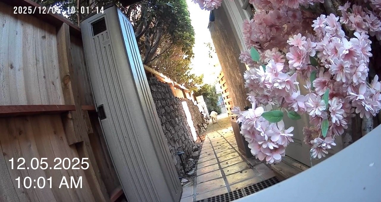 December 5, 2025 at 10:01 AM: dog remains unsupervised on the pathway.