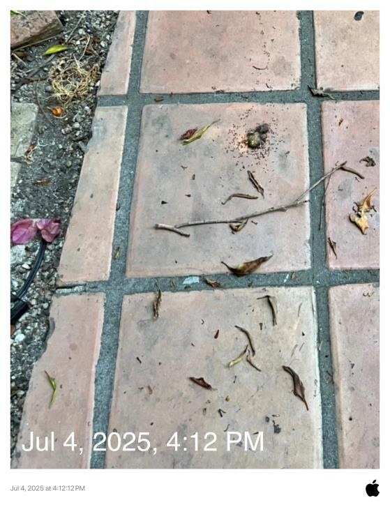 July 4, 2025 animal waste on the access tile.