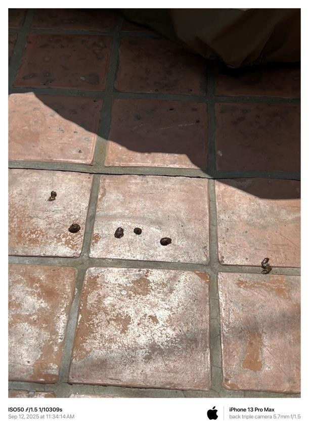 September 12, 2025 animal waste on patio tile.